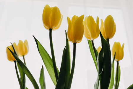 Yellow tulipsの写真素材