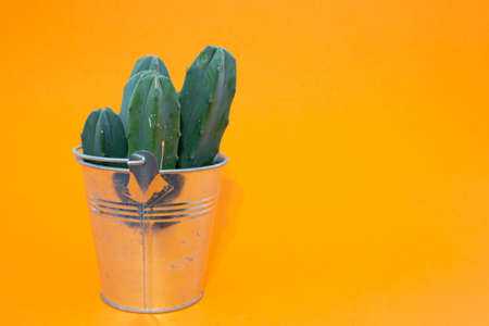 Cactus in a metal bucket on orange background.の写真素材
