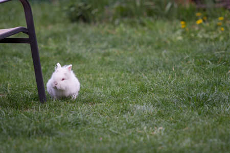white rabbit on sitting on green grassの写真素材