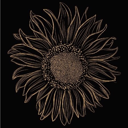 Yellow hand drawn sunflower isolated on blackのイラスト素材