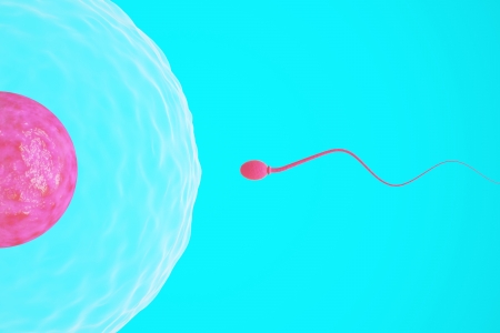 Single sperm swimming towards the eggの写真素材