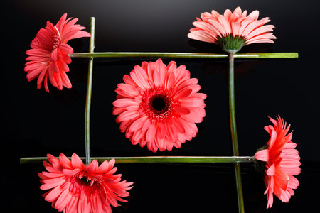 A group of four beautiful pink gerbera chamomile flowers on black background. Figure, composition of...