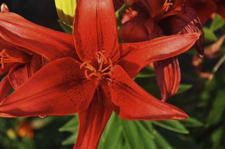 Star Gazersの写真素材