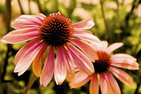 Pink Flowersの写真素材