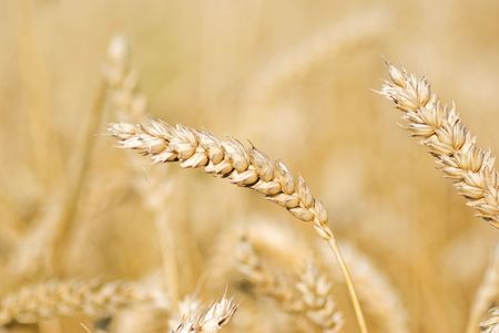 gold rye harvestの写真素材