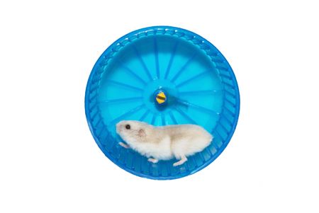 hamster in the wheel. Routine conceptの写真素材