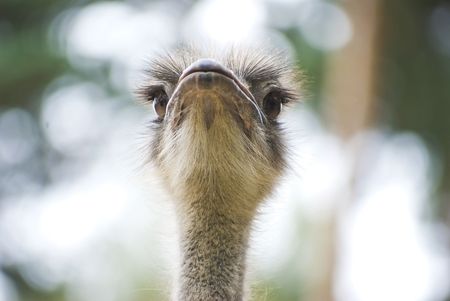 ostrichの写真素材