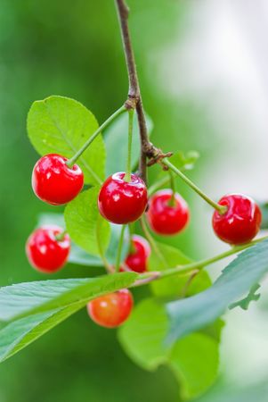 cherriesの写真素材