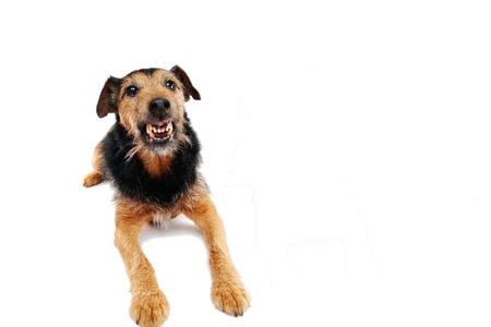 Angry dog の写真素材