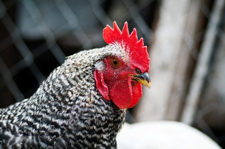 cock in the farmの写真素材