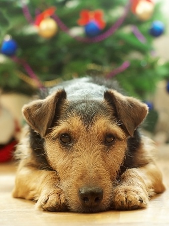 dog and Christmasの写真素材