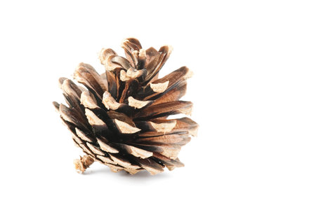 Old pine cone on the white background