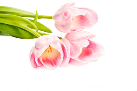 pink tulipsの写真素材