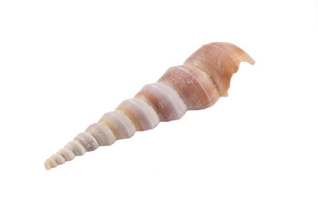 shell