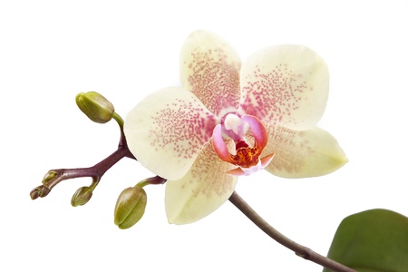 orchid on the white backgroundの写真素材