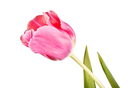 pink tulip on te white backgroundの写真素材