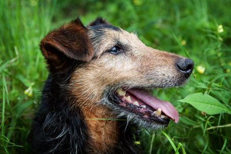 old dog outdoorsの写真素材