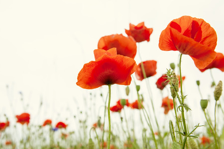 poppies fieldの写真素材