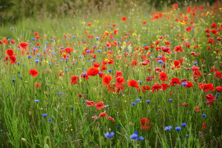 summer meadowの写真素材