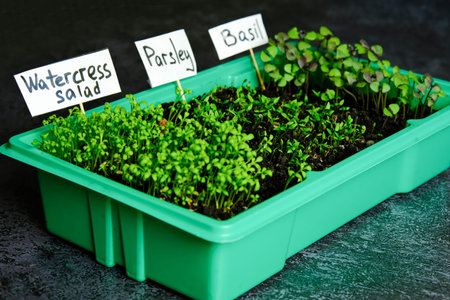 Basil microgreens, parsley, watercress. Mini greenhouse at home. Growing greens in a mini...