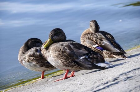 Ducks resting and sleeping peacefully on a shore of a lake on a clear sunny dayの写真素材