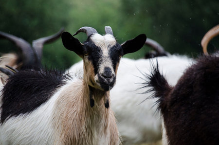 Goat with colorful spots walking amongst her friends in a grassy field on a rainy dayの写真素材