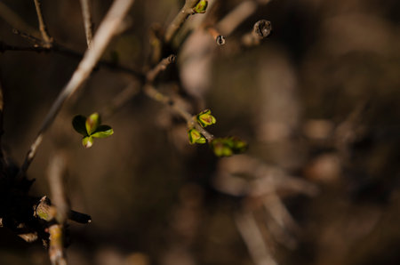 Macro picture of branches with blooming and growing buds in spring-timeの写真素材