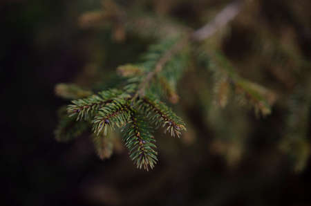 Macro image of a branch of a Nobel Fir close-up in a spring backgroundの写真素材