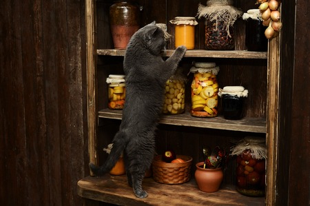 British cat sitting on a vintage table on the background of vintage rack with banksの写真素材