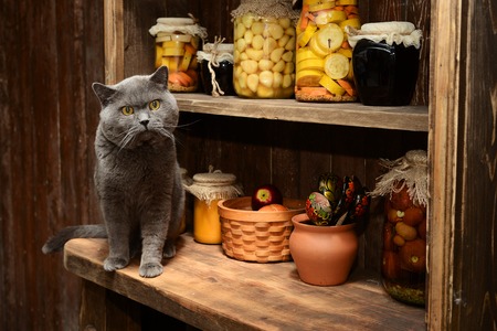 British cat sitting on a vintage table on the background of vintage rack with banksの写真素材