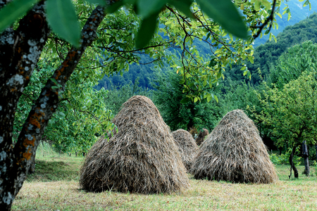 a haystack on a background of treesの写真素材