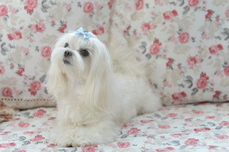 white dog on white sofa