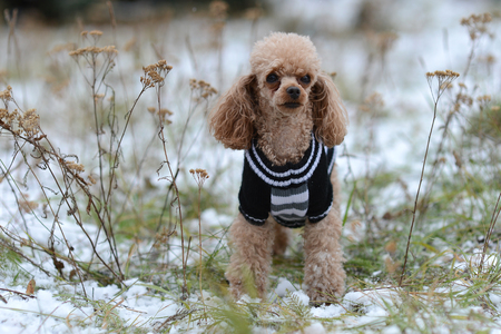 dog in winter on the benchの写真素材