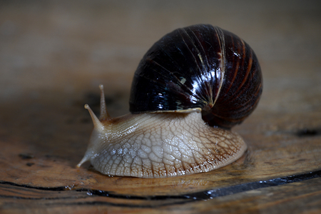 snail close-up in the Studioの写真素材