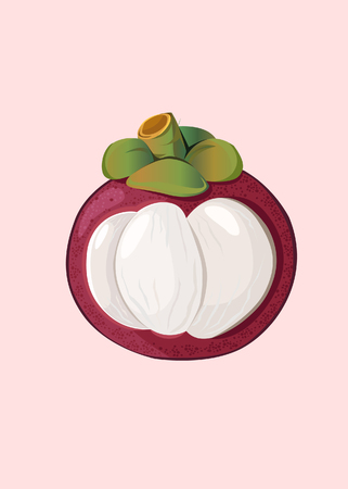 mangosteen tropical fruit vector illustrationのイラスト素材