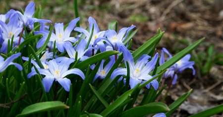Chionodoxa spring flowers in the garden.の写真素材