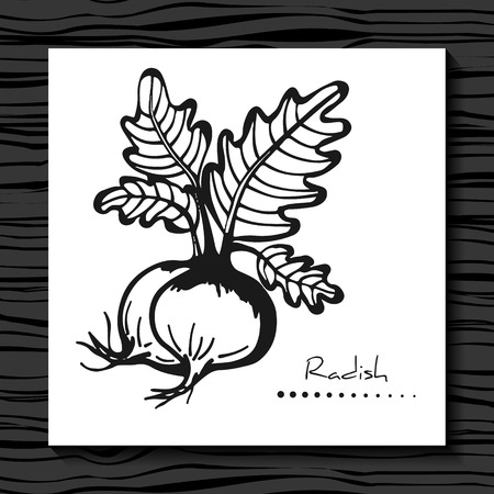 Radish on a white background. Sketch.  Vector illustration.  Hand drawn radish. Radish Isolated. Label with a picture of radish.のイラスト素材