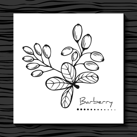 Branch of barberry on a white background. Vector, illustration. Spice. Sketch.のイラスト素材
