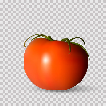 Red tomato. Whole Vegetables. Vector photorealism.のイラスト素材