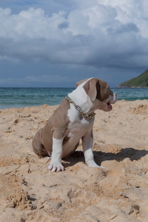 A little pitbull puppy walks on the beach with view the hill. A charming puppy runs along the oceanの写真素材