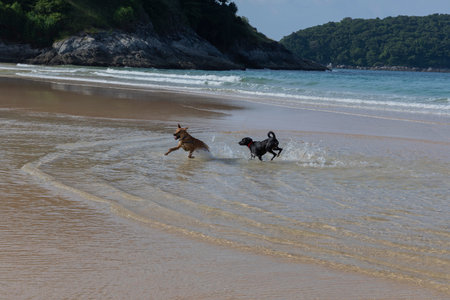 Two dogs are chasing each other on the beach. Cheerful puppies frolic in the water