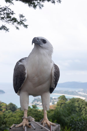 Portrait of an eagle with view the ocean and hillsの写真素材