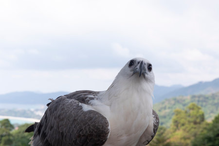 Portrait of an eagle with view the ocean and hillsの写真素材