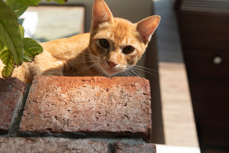 A beautiful red cat is posing on camera. Portrait of a charming ginger kitten sitting on warm stones. Close-up kittyの写真素材