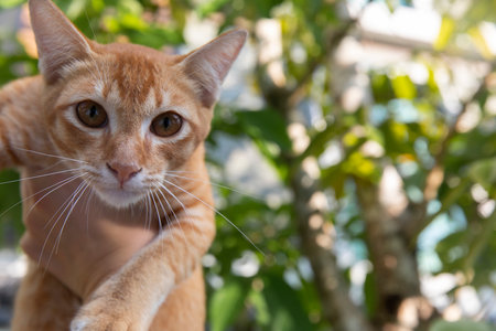 Portrait of a small cute striped red kitten with big yellow eyes. A beautiful ginger cat looks at the camera lensの写真素材