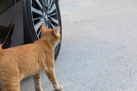 A cute small kitten looks out from around the corner of the car. A beautiful red cat is walking down the streetの写真素材