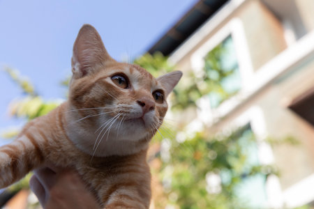Portrait of a small cute striped red kitten with big yellow eyes. A beautiful ginger cat looks at the camera lensの写真素材