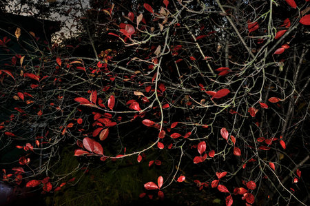 red leaves tree