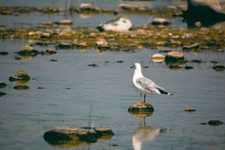 Observing Birdの写真素材
