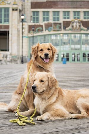 Golden Retreiverの写真素材